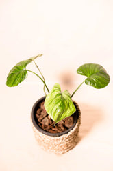 Homalomena expedita